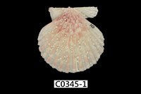 藏品(海扇蛤)的圖片